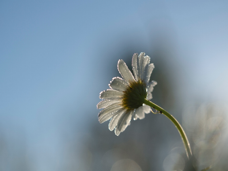 Nature branch blossom plant