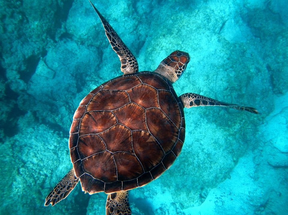 Underwater biology turtle sea