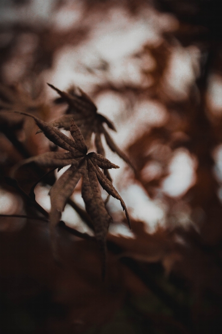 Tree nature branch photography