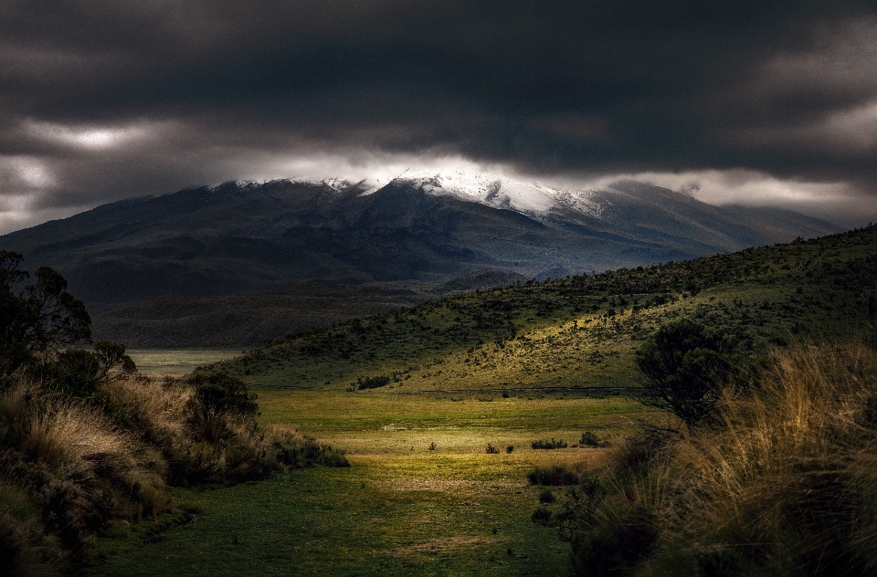 Paysage arbre nature herbe