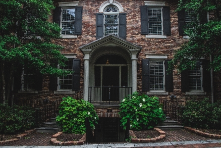 Baum die architektur rasen villa
 Foto