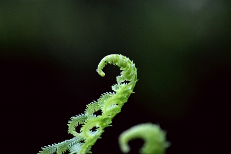 植物 摄影 叶子 花 照片