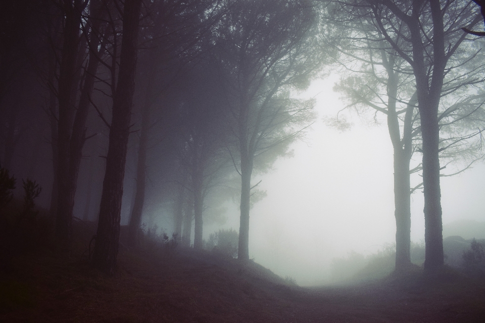 Tree nature forest fog