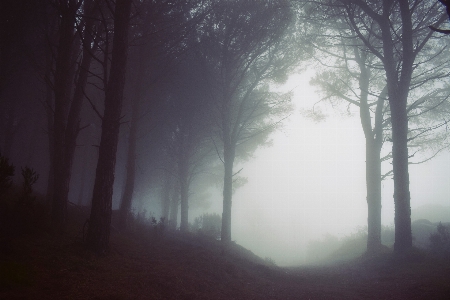 Tree nature forest fog Photo