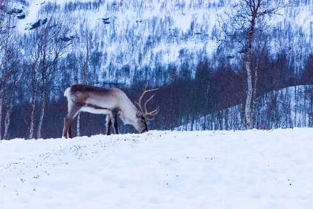 Snow winter deer weather Photo