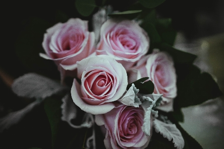 Foto Planta flor pétalo rosa