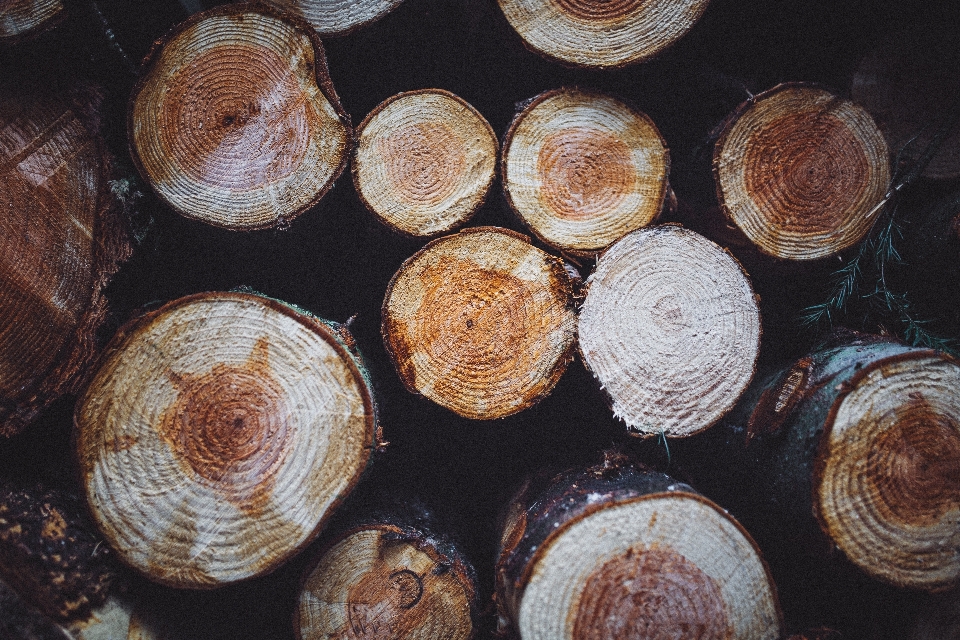 Bois nourriture produire noix de coco