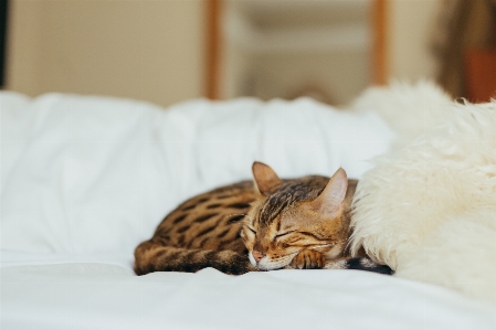 Foto Anak kucing mamalia tidur sebentar
