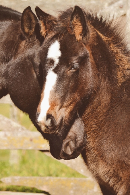 Cavalo mamífero garanhão juba
