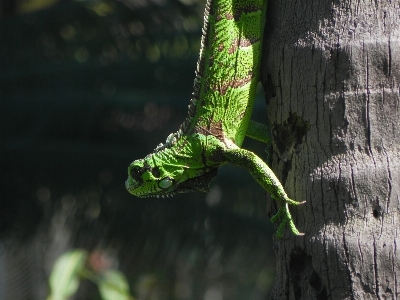 Tree nature forest branch Photo