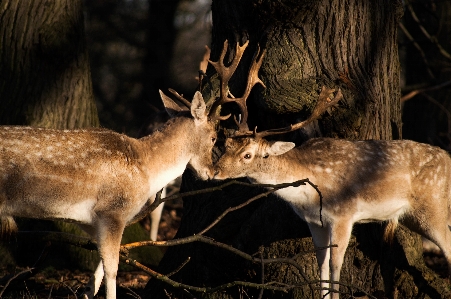 Zdjęcie Natura dzikiej przyrody jeleń ssak