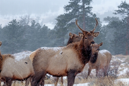 Wildlife deer herd mammal Photo