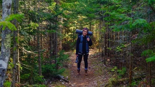 Tree forest wilderness walking Photo