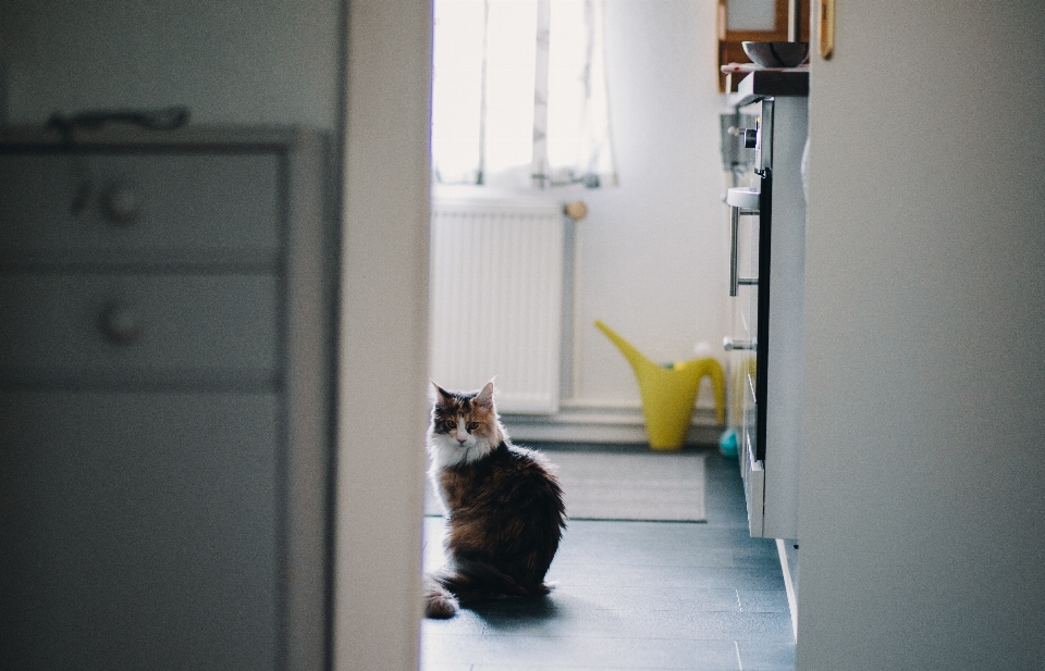 White floor home cat