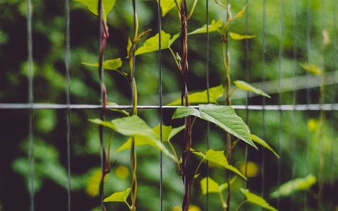 Zdjęcie Drzewo natura las trawa