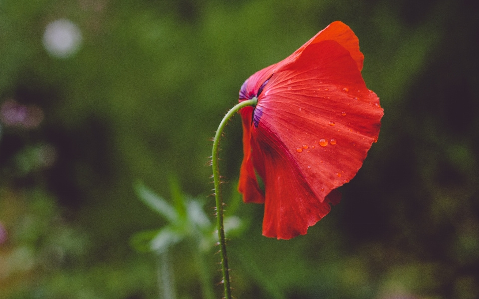 Nature blossom plant photography