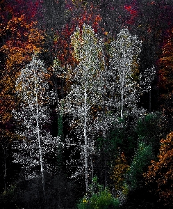 木 自然 森 草 写真