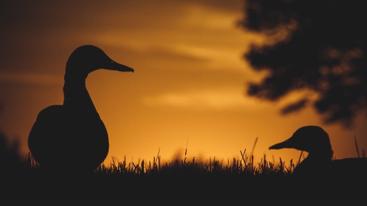 Foto Bayangan hitam burung matahari terbit terbenam