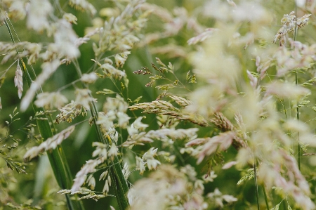 木 自然 草 ブランチ 写真