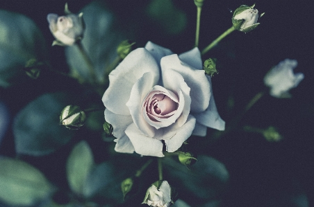 花 植物 写真撮影 花弁 写真