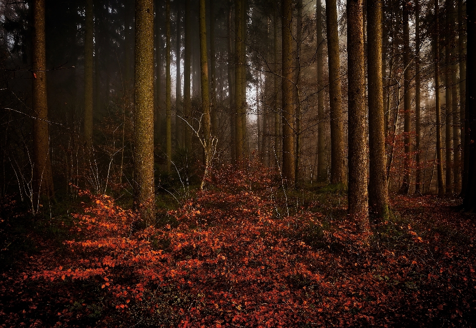 Albero natura foresta ramo