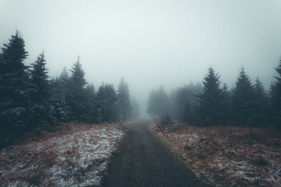 Paisaje árbol naturaleza bosque