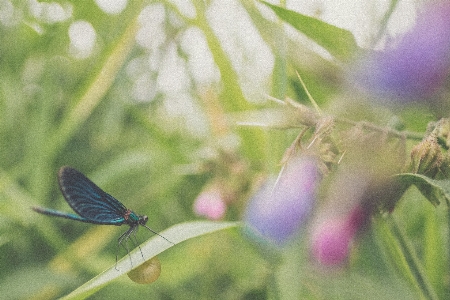 Doğa çimen dal alan Fotoğraf