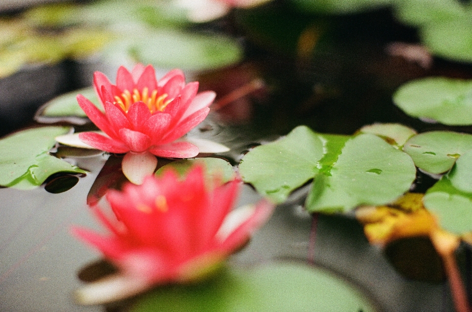 Fleurir usine feuille fleur