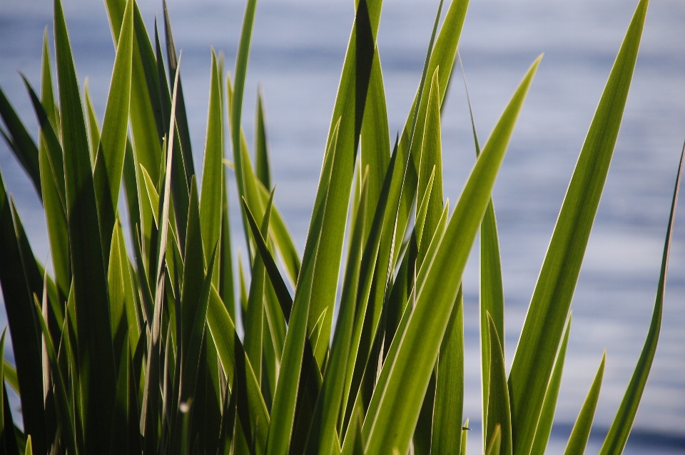 Grass plant field lawn