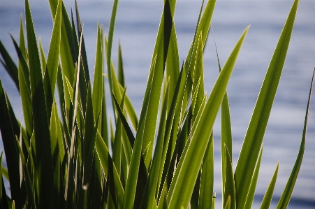 Grass plant field lawn Photo