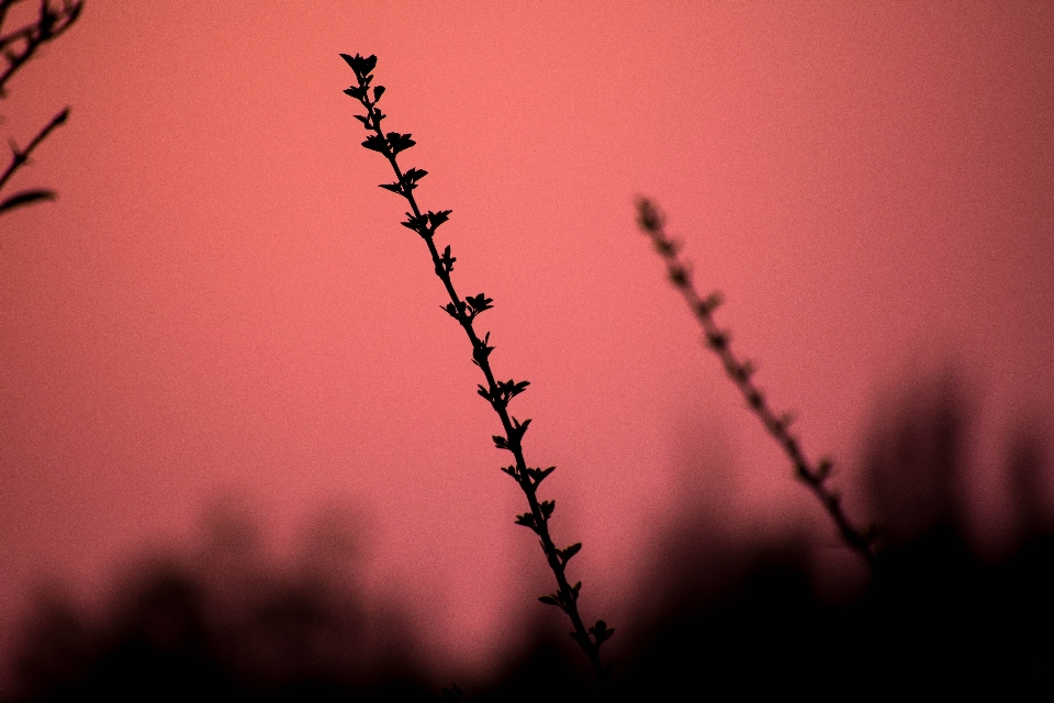 Branch silhouette plant sky