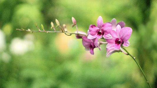 Foto Naturaleza césped rama florecer