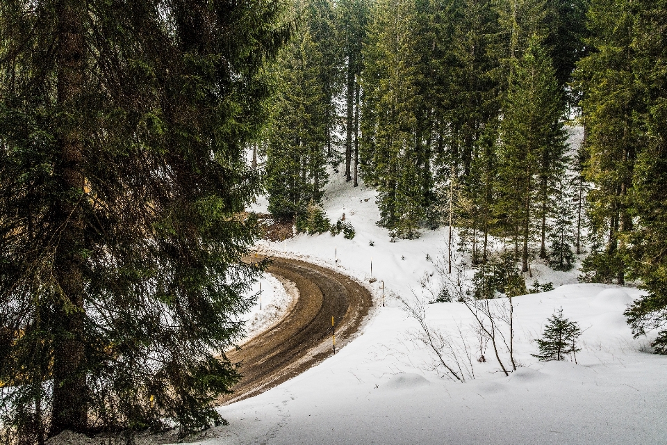 Baum natur wald wildnis
