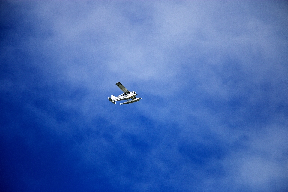 Bird wing cloud sky