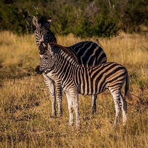 Фото дикая природа млекопитающее fauna саванна
