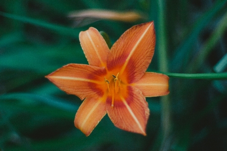 Foto Tanaman fotografi bunga daun