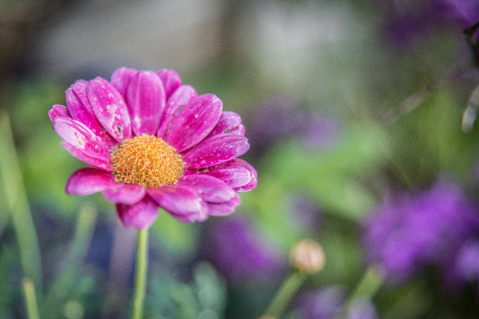 Natur blüte anlage blume