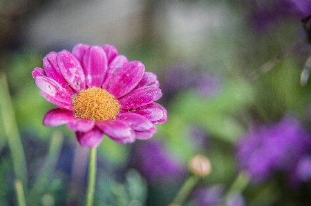 Doğa çiçek bitki taç yaprağı Fotoğraf