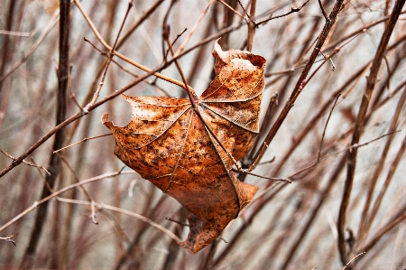 Foto árvore natureza filial inverno