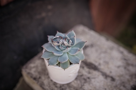 Plant leaf ring flower Photo