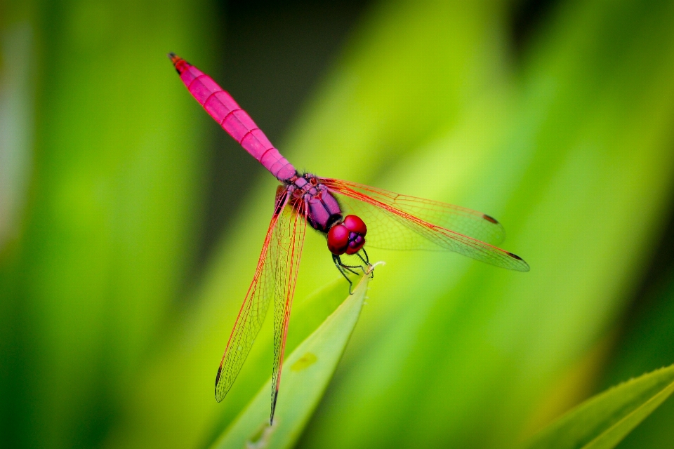 Natur flügel fotografie blume