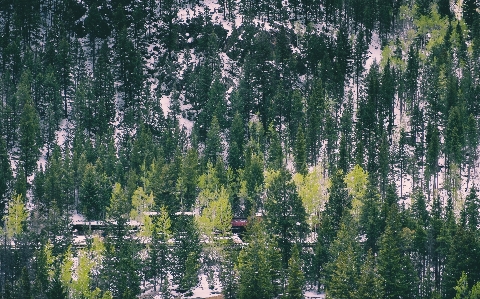 Foto árvore natureza floresta região selvagem
