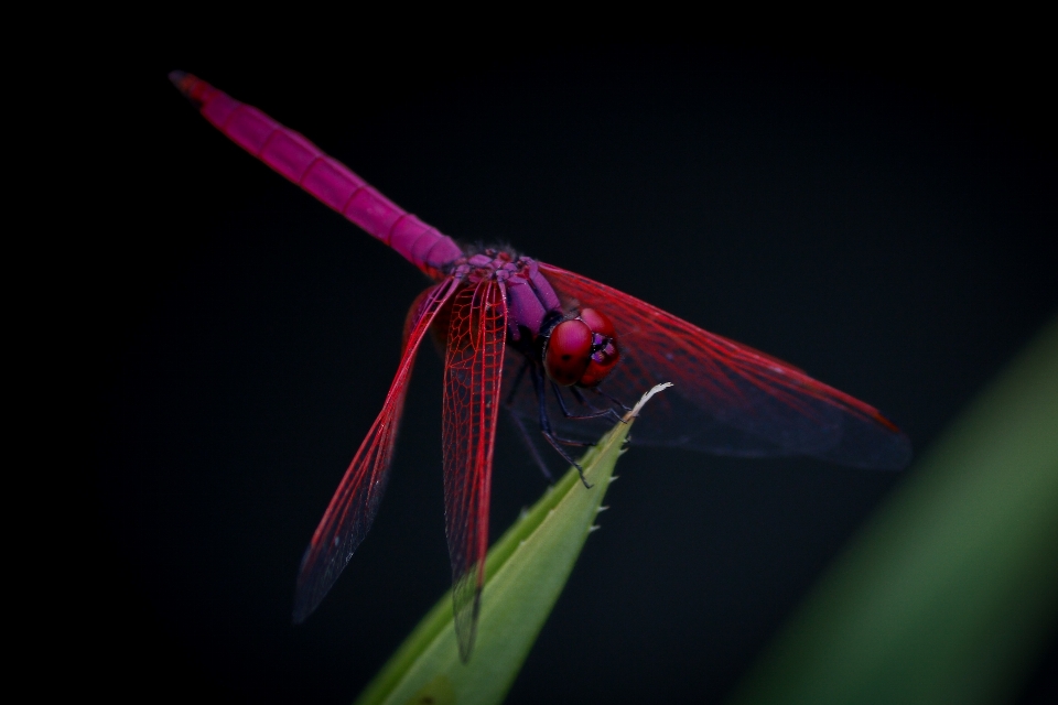 羽 写真撮影 葉 花