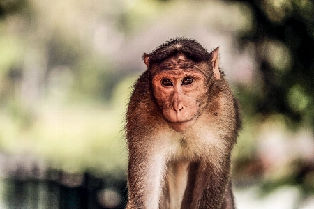 野生动物 哺乳动物 fauna 灵长类动物 照片