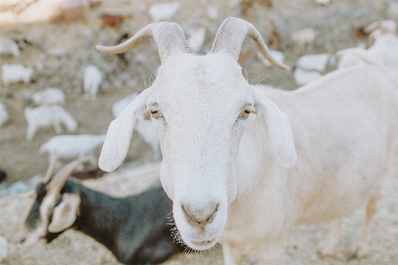 Beyaz keçi korna otlak
 Fotoğraf