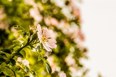 ブランチ 花 植物 写真撮影 写真