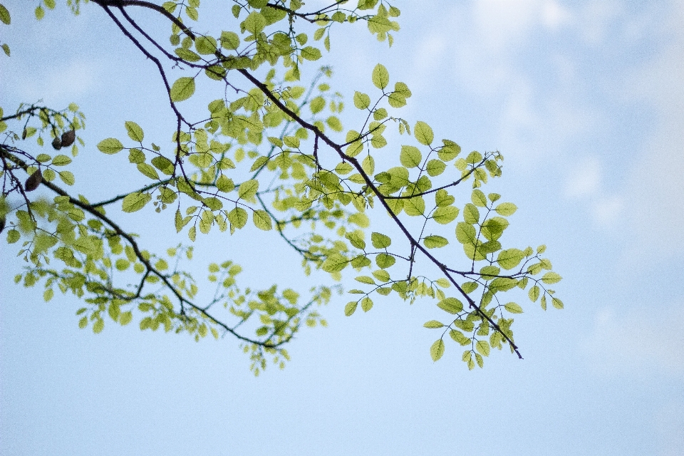 Baum zweig blüte anlage