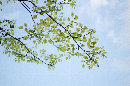 Tree branch blossom plant Photo