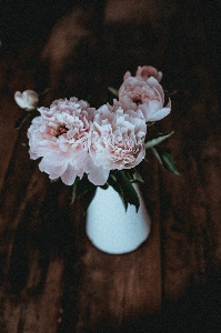 Branch blossom plant photography Photo