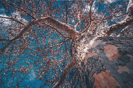 Tree nature rock branch Photo